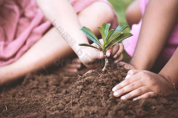 孩子们手种植年幼的树向黑的泥土同时