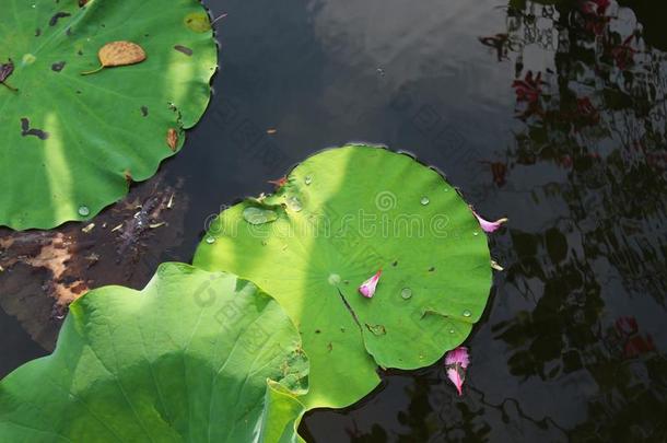 年幼的莲花叶子撒在上和花瓣和树叶