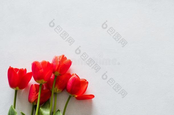 红色的郁金香白色的背景春季花