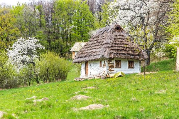 老的自然的方式木制的小屋和稻草屋顶采用林地锐气