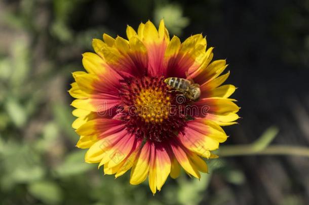 蜂蜜蜜蜂收集花蜜从天人菊属植物花