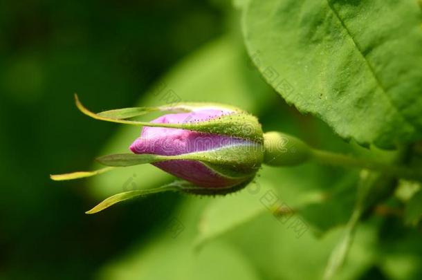 玫瑰果芽是（be的三单形式准备好的向花