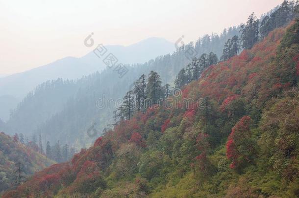 富有色彩的杜鹃花森林在近处博克拉,尼泊尔.春季地<strong>点我</strong>