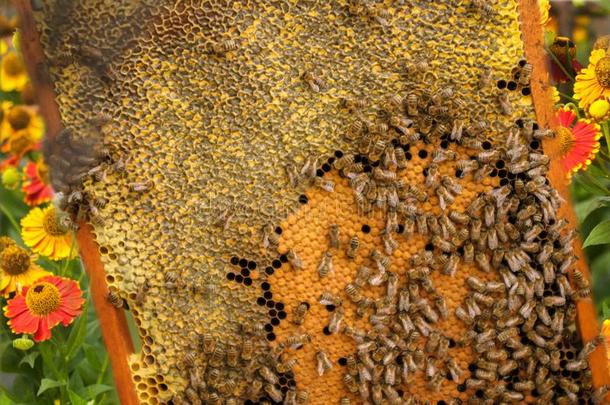 蜜蜂和蜜蜂.蜜蜂花粉从花