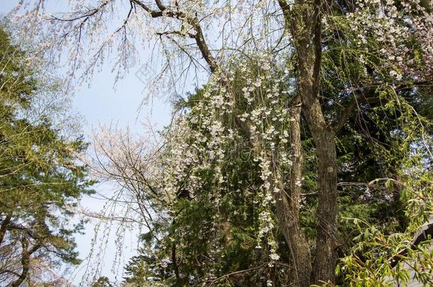 充分地真空镀膜树枝低垂的樱桃花卉柴田作仓氏花朵(BlosomesShidarezakura在陆军将校diameter直径