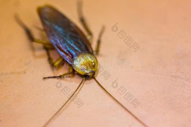蟑螂是渴望向浴室地面.