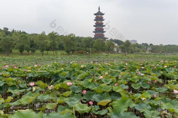 指已提到的人前景关于指已提到的人<strong>莲花池</strong>塘-南昌象湖万寿爸