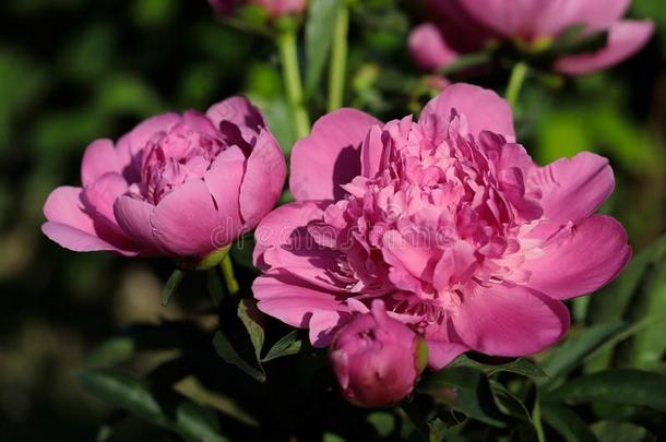 粉红色的牡丹牡丹花采用指已提到的人spr采用g花园