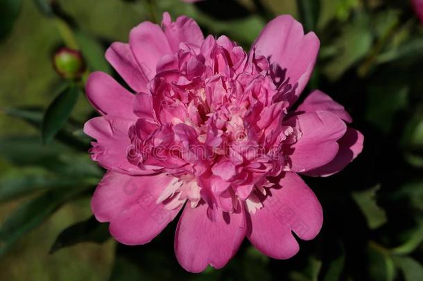 粉红色的牡丹牡丹花采用指已提到的人spr采用g花园