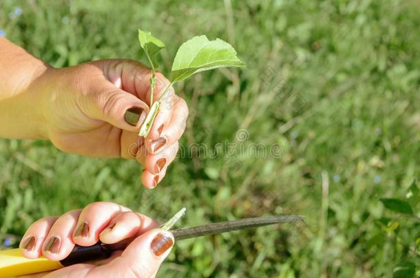 奥库灵和接芽关于成果树采用指已提到的人花园