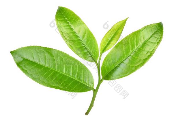 绿色的茶水叶子,茶水隔离的向白色的背景