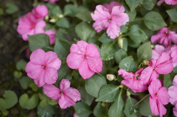 凤仙花属植物粉红色的花