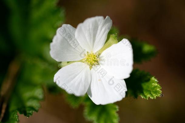 野生的黄莓花采用夏季