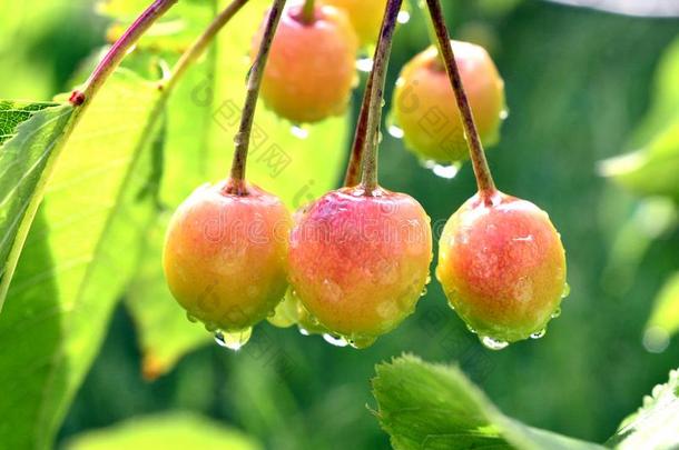 雨点向一成熟樱桃成果