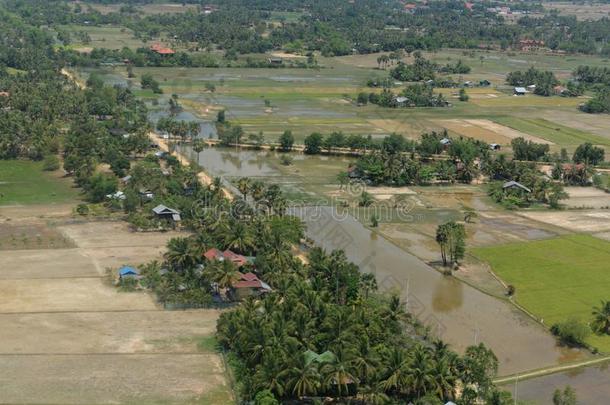 柬埔寨暹镇收割风景稻田