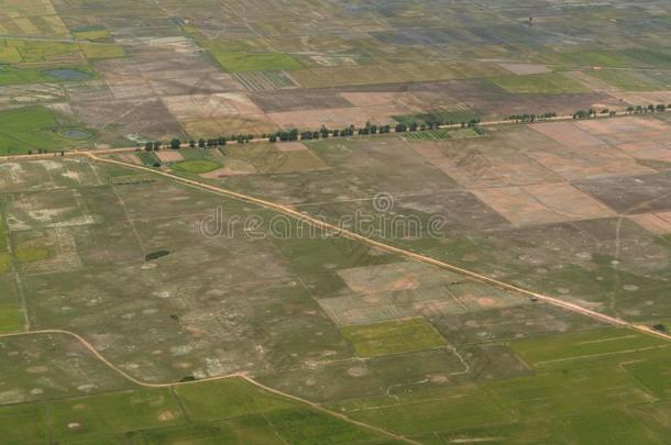 柬埔寨暹镇收割风景稻田