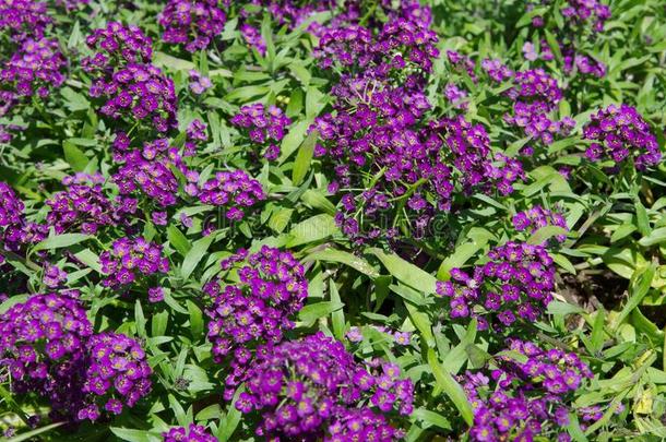 花十字花科的一年生植物,或半边莲属花采用指已提到的人花园
