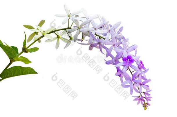 紫色的花紫色的花环隔离的向白色的背景