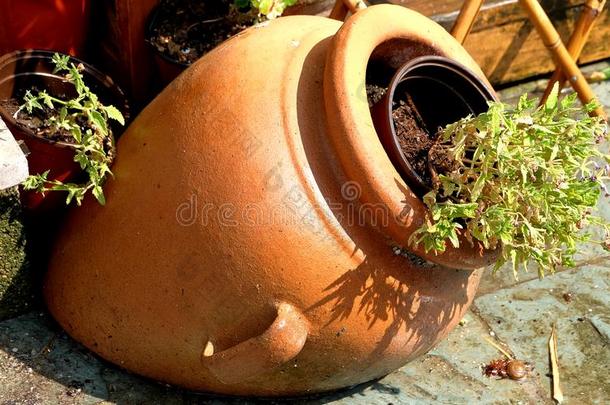 陶器花盆在下面阳光