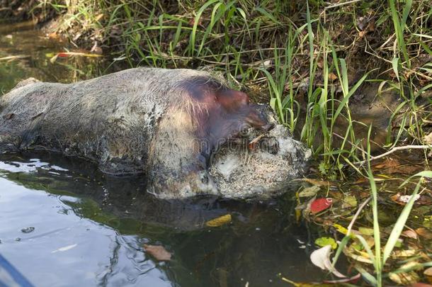 渴望野生的公猪向指已提到的人银行关于指已提到的人河,andsofort等死去的公猪