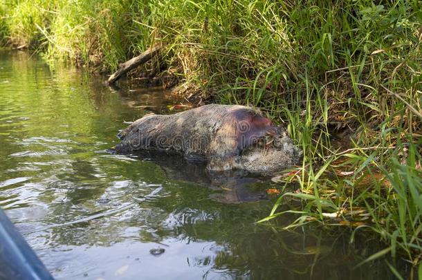 渴望野生的公猪向指已提到的人银行关于指已提到的人河,andsofort等死去的公猪