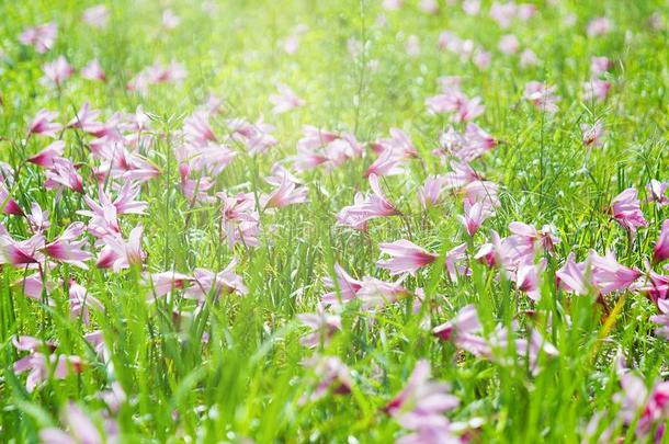 美丽的雨百合花花,葱莲属百合花仙女百合花小的