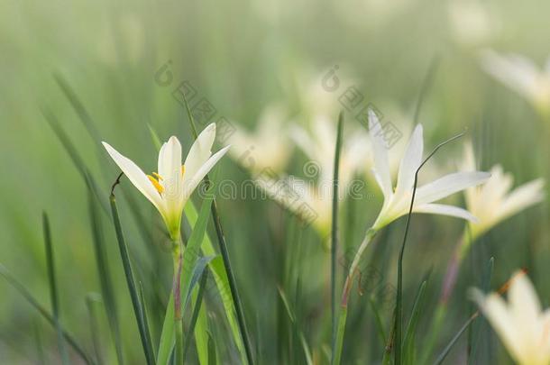 美丽的雨百合花花,葱莲属百合花仙女百合花小的