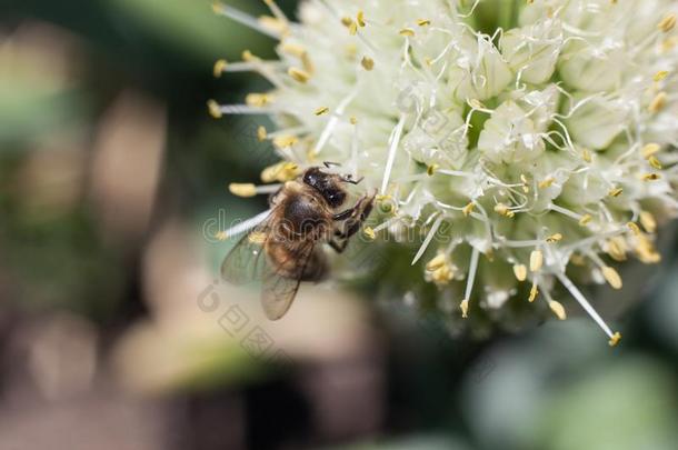 指已提到的人蜜蜂收集花粉从一开花白色的g一rlic花