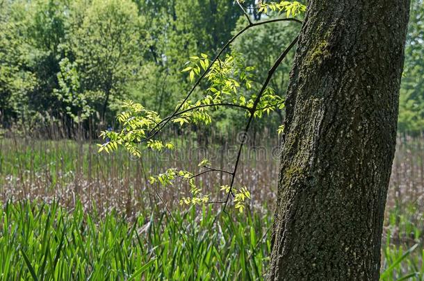 春季绿色的和新鲜的芦苇,芦苇普通的或急速行进向