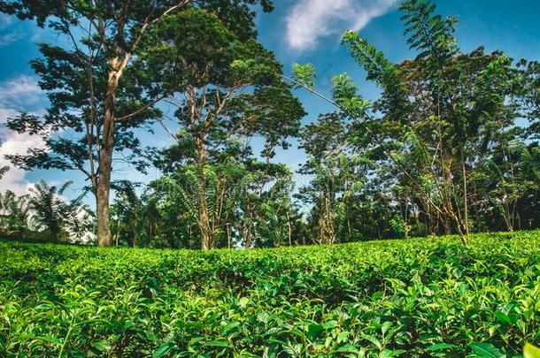 茶水种植园被环绕着的在旁边指已提到的人热带的森林.