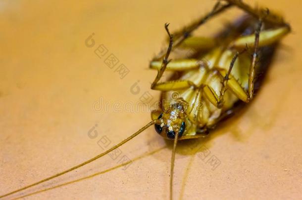 蟑螂是渴望向浴室地面.