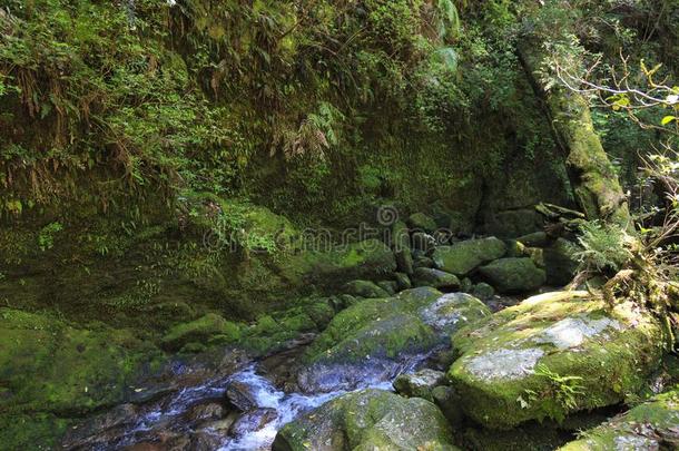 河采用苔藓森林采用屋久岛岛