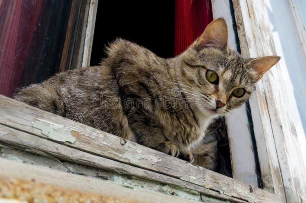 一无家可归的猫谎言向指已提到的人窗关于一破坏房屋