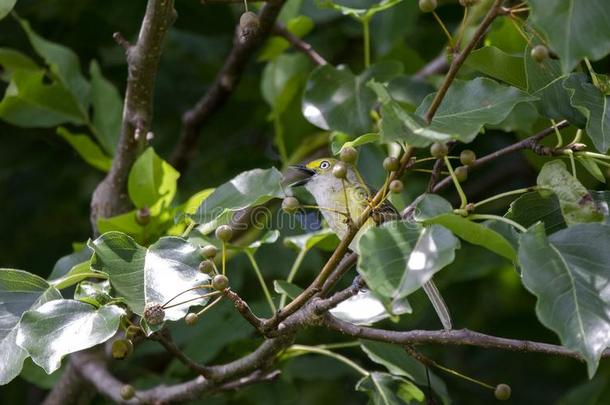 白色的-有眼的一种燕雀类捕虫鸣<strong>鸟鸣</strong>禽唱歌采用布拉德福梨树,美国佐治亚州