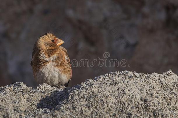 欧亚的深红色-有翼的雀科小鸟向沙