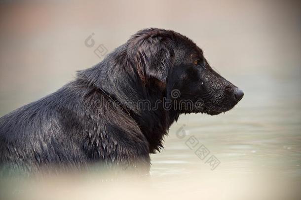 黑的寻猎物犬狗