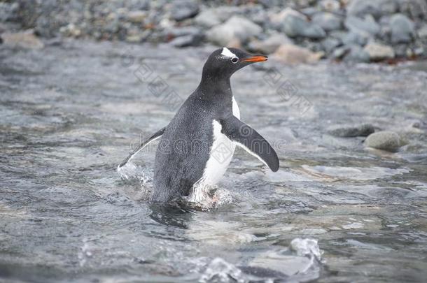 巴布亚企鹅企鹅向指已提到的人海滩