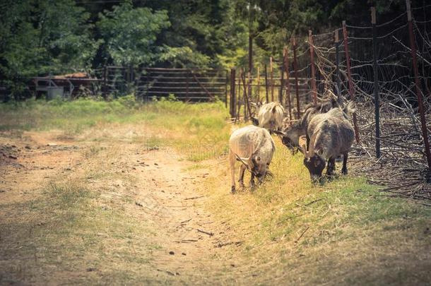 酿酒的声调山羊放牧草在地方的有机的牧草地-凸起的