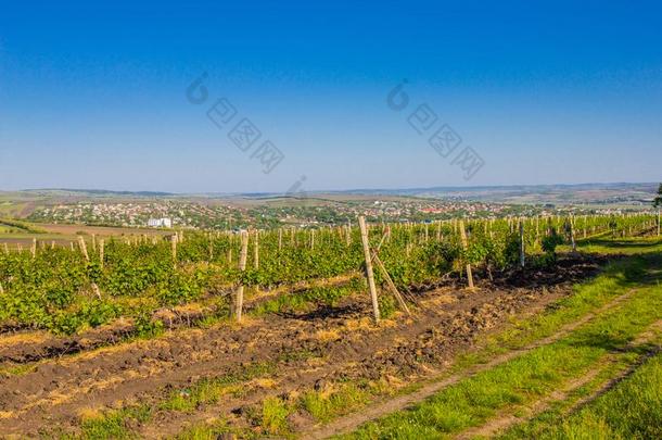 摩尔达维亚,基希讷乌领土关于指已提到的人著名的葡萄和葡萄酒普罗杜