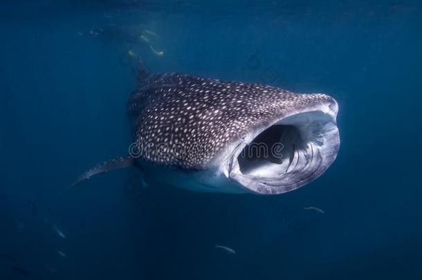 鲸鲨鱼向指已提到的人宁加洛礁,澳大利亚