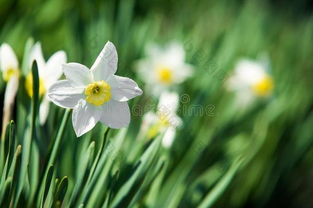 水仙花.水仙水仙花花s和树叶后台