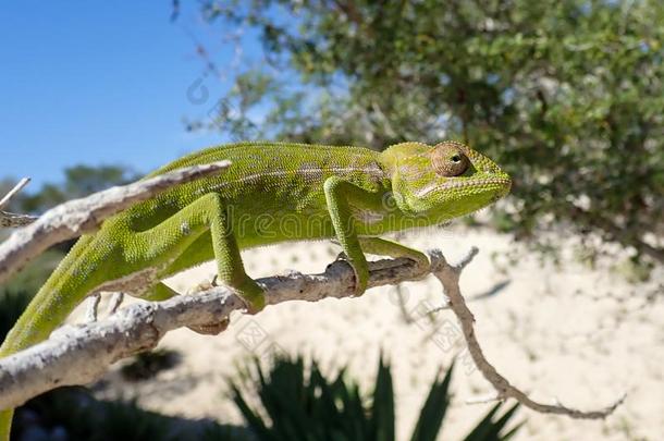 普通的变色蜥蜴变色蜥蝘蜓座,指已提到的人普通的变色蜥蜴Magascar马达加斯加