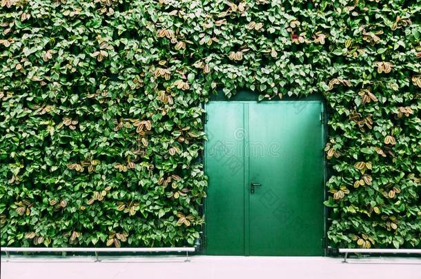 绿色的门和绿色的植物墙.愚弄-在上面照片