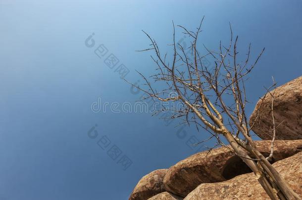巨人石头,干的干燥的树采用指已提到的人纳米贝沙漠.非洲.安哥拉棉<strong>毛呢</strong>.