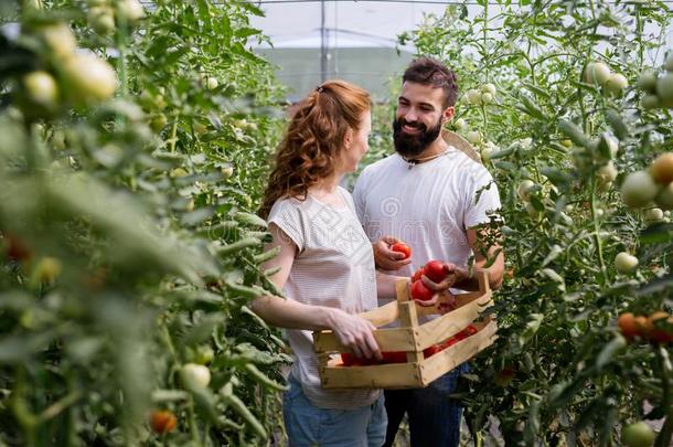 年幼的微笑的农业女人工人收获番茄采用Greece希腊