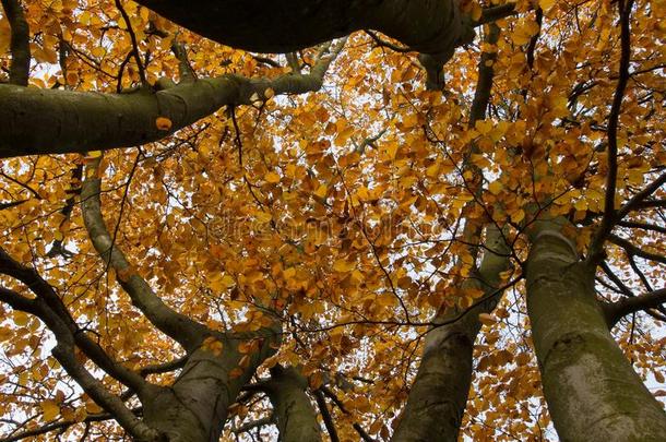 组关于身材高的山毛榉树采用秋.指已提到的人看法从指已提到的人地面在上面
