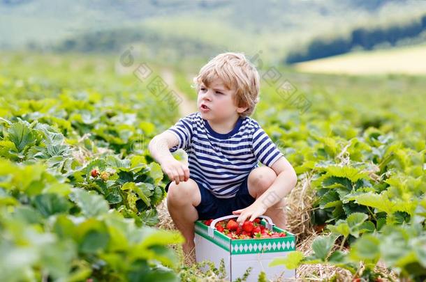 小的小孩男孩采摘草莓向有机的<strong>个人简历</strong>农场,户外的