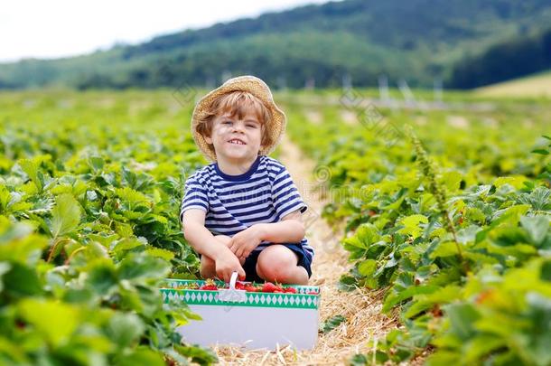 小的小孩男孩采摘草莓向有机的<strong>个人简历</strong>农场,户外的