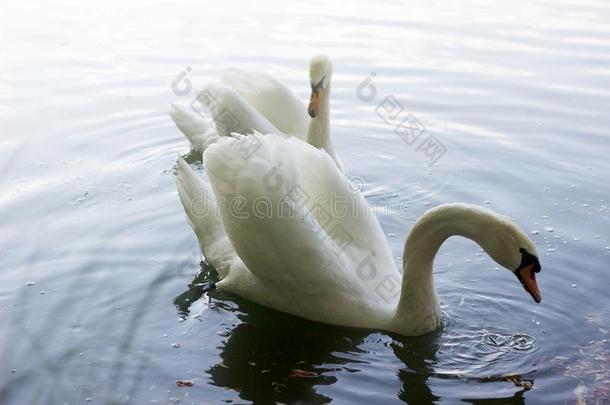 两个美丽的白色的天鹅游泳向一日落l一ke.Moldov一Brian布赖恩