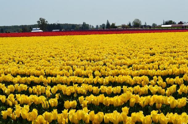 欢迎春季在指已提到的人斯卡吉特山谷郁金香节日